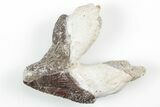 Fossil Primitive Whale (Pappocetus) Premolar - Morocco #215130-1